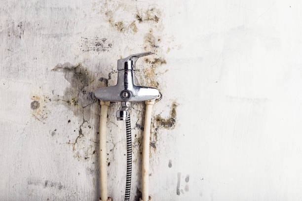 Best Certified Mold Removal  in Westworth Village, TX